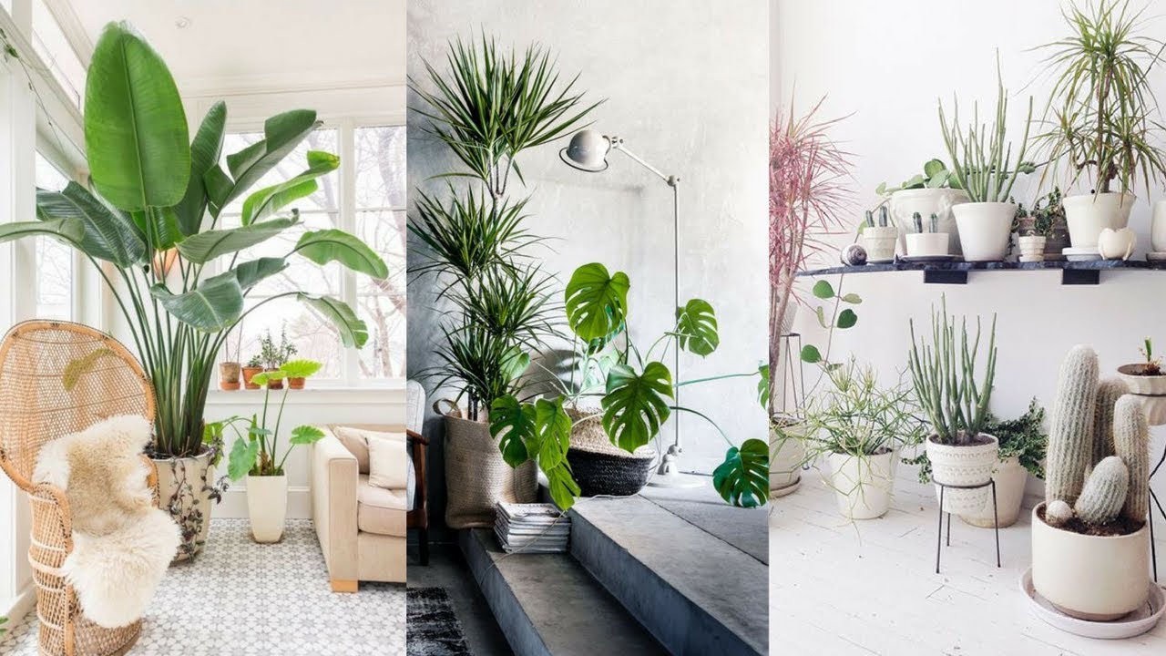 home-plant-decor